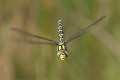 Aeshna cyanea male head on-